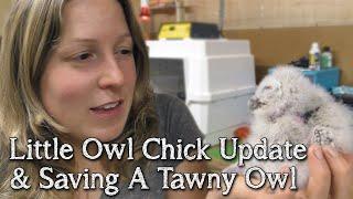 Little Owls | Two week old chick update| Breeding Birds Of Prey