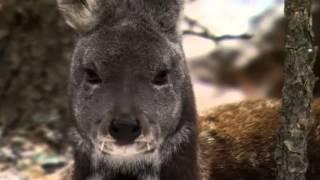 Jackalopes Are Real..!