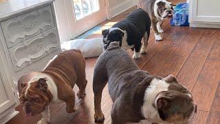 Just Another Day With 5 English Bulldogs