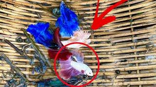 Betta Fish in Their Natural Environment – Amazing Discoveries Catching Betta Fish From This Place