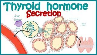 Thyroid hormone secretion | Endocrinology | Synthesis of Thyroid Hormone