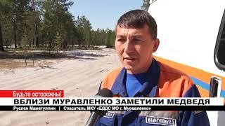 ВБЛИЗИ МУРАВЛЕНКО ЗАМЕТИЛИ МЕДВЕДЯ