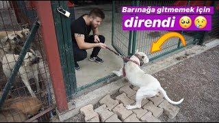 TYSON'I BARINAĞA BIRAKINCA GİTMEK İSTEMEDİ AĞLADI!! (SOSYAL DENEY)