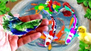 Unboxing Ikan cupang, Ikan hias, Ikan lele, Ikan guppy, Ikan koki, Kura kura brazil, Glofish, Animal