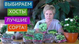 ЛУЧШИЕ СОРТА ХОСТ! О НИХ МЕЧТАЕТ КАЖДЫЙ САДОВОД!