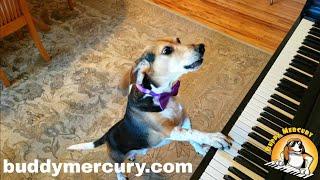 My name is Buddy Mercury!! Singing Piano Dog Sensation!!