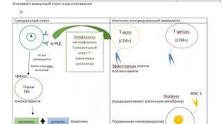 Иммунитет(клеточный и гуморальный)