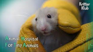 Today's Patient: Golden Hamster l Animal Hospital For Tiny Animals Ep 4