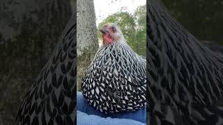 The sounds a happy chicken makes...
