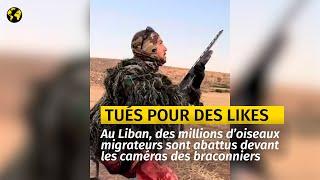 Liban : des millions d’oiseaux migrateurs abattus pour quelques “likes”