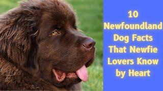 10 Newfoundland Dog Facts That Newfie Lovers Know by Heart