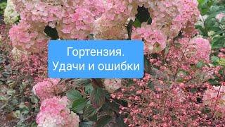 Гортензия. Удачи в уходе и ошибки в обрезке