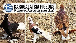 НЕОБЫЧНЫЙ СТИЛЬ! SKY STORM️ Karagalatsia pigeons by Sakis Stauridis | Mykonos, Greece | περιστέρια