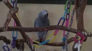 African Grey Talking Clearly: Saying  "Hey! Stop It!"