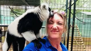 Lemur LUVZ!! #realtorlife #realtor #wildlife #lemur #tallahasseerealtor