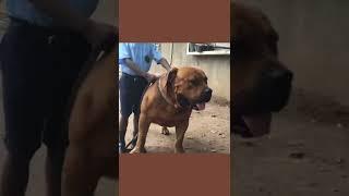Dog Breed ️ #TAIGAN