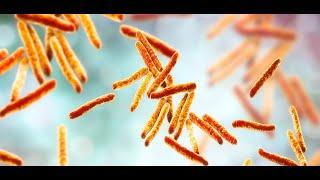 Thermophilic Bacteria have the Toxin Antitoxin System too Type II Toxin Antitoxin System Composites