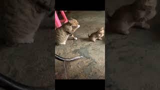 #funtime 13.11.2024 #cat #funnyvideo #кот #котики #funny #funnyshorts #kitten #funnytime