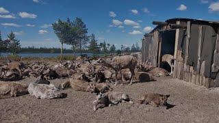 Как югорские оленеводы спасают свои стада от гнуса