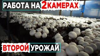 Выращивание шампиньонов | Как это работает | Урожай грибов | Компост 3 фазы