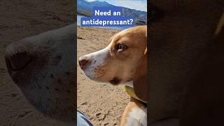 She's a natural antidepressant! #nursetlc #therapydog #vanlife