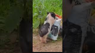Babi joget