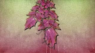 free autumn footage   ФУТАЖ ОСЕННИЙ ФОН