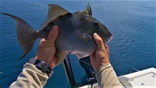 SLICK CALM - Nearshore Reef Fishing