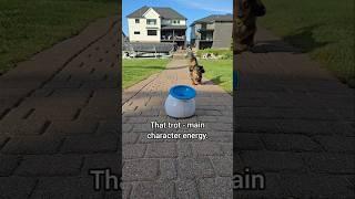 Did you catch his catch?  #dogshorts #dachshund #ballislife #smart #catch #fetch #doglife #talent
