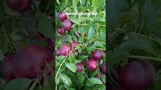 Самий смачний нектарин #сад #садівництво #максимгаранжа #garden #peach #нектарин