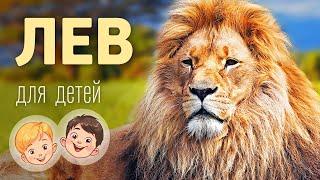 Лев. Видео про животных для детей 3+