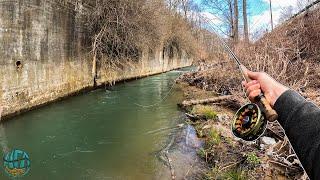 Fly fishing a tiny creek for wild trout!! (Wild rainbow and brown trout)