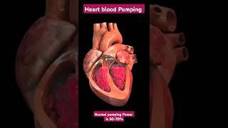Heart blood circulation ️ l Heart anatomy l Heart pumping #echo #heart #shorts