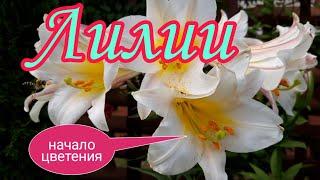 Лилии. Начало цветения.Азиатские лилии в начале июля.Красивый сад своими руками.Ландшафтный дизайн.