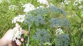 Poison Hemlock vs Water Hemlock side-by-side Idendification