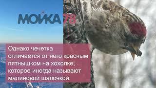 Малиновая шапочка постучалась в окно жительницы дома на улице Хошимина в Петербурге.