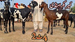 TOP CLASS BEETAL DHOOD WALI BAKRIAN KAMEER BAKRA MANDI | GOAF KIDS RATE