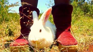 Woman Trampling A Big Rabbit