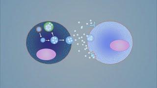 What is the therapeutic potential of exosomes?