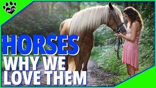 Why Do We Love Horses So Much? Top 10 Reasons Why We Love Horses