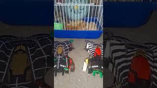 Duo Mujaer & Duo Beak Spider part 2  #hamsters #tamiya #replika #mini4wd #shortvideo #foryou