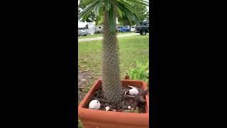 Maintaining A Madagascar Palm