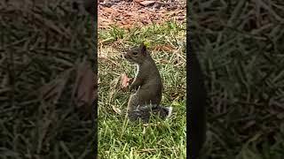 florida squirrel duels are the real deal #oldwest #bizarre #absurd #squirrels #duel #funnyvideos