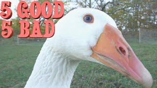 10 Things I've Learned Raising Geese