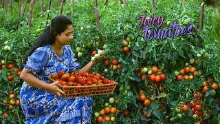 Juicy Tomato harvest! I made ghee rotis, crispy fish with red sauce & hot wraps too!| Traditional Me