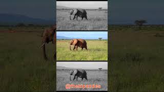 Majestic Slow-Motion Elephants in Africa