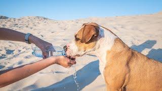 How to Train Your Portuguese Water Dog for Protection