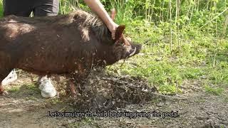 Wild Boar Hunting boar buster wild boar trap:How to catch wild boar quickly and safely
