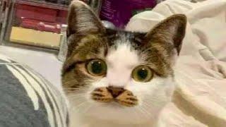 Best Funny Cats And Dogs Video Funniest Animals 2022