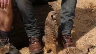 Wild About Ep 2 | Desert Animals